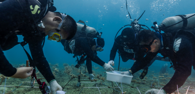 海南大學科研團隊在三亞海底進行珊瑚種植。（學校供圖）.png
